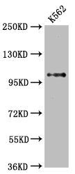 DGCR8 Recombinant Monoclonal Antibody
