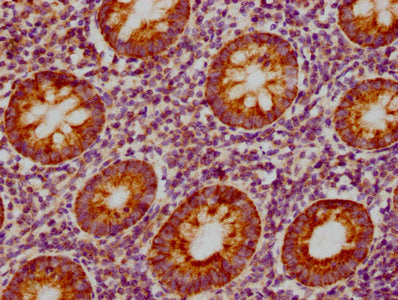 CCL19 Antibody