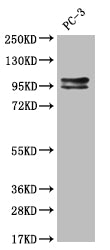 KIFAP3 Recombinant Monoclonal Antibody