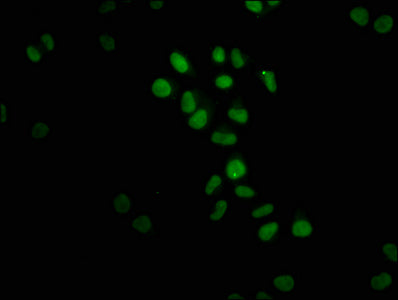 FTO Antibody
