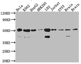 RBBP4 Recombinant Monoclonal Antibody