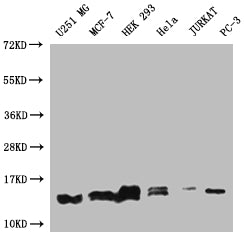 PIN4 Recombinant Monoclonal Antibody