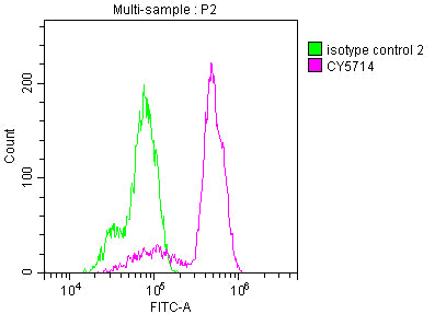 PTGS1 Antibody