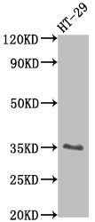 EPCAM Recombinant Monoclonal Antibody