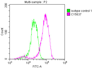 EIF5A Antibody
