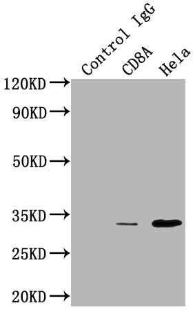 CD8A Antibody