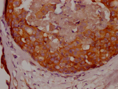 APC Antibody