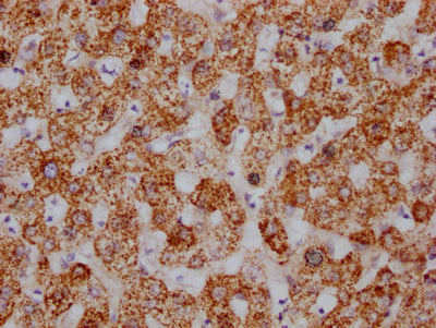HSPD1 Antibody
