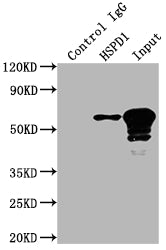 HSPD1 Antibody