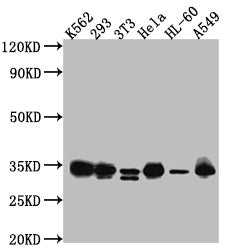 CDK2 Recombinant Monoclonal Antibody