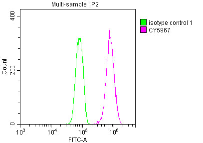 CDC37 Antibody