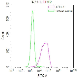 APOL1 Recombinant Monoclonal Antibody