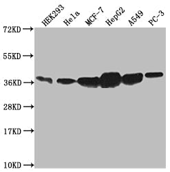 ANXA2 Recombinant Monoclonal Antibody