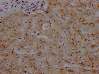 ANPEP Antibody