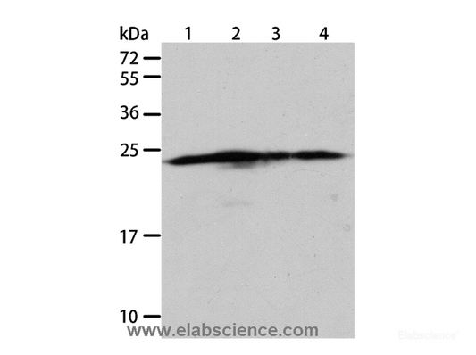 Western Blot analysis of Hela, A431, 293T and Jurkat cell using BAK1 Polyclonal Antibody at dilution of 1:900
