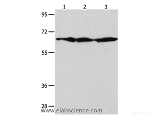 Western Blot analysis of NIH/3T3 , Hela and 293T cell using AIFM1 Polyclonal Antibody at dilution of 1:600