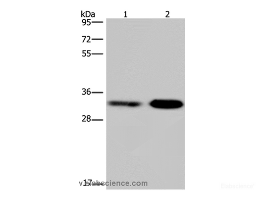Western Blot analysis of Jurkat and NIH/3T3 cell using CDK5 Polyclonal Antibody at dilution of 1:300