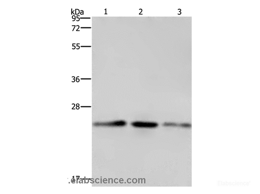 Western Blot analysis of A549, Hela and HT-29 cell using EMC8 Polyclonal Antibody at dilution of 1:600
