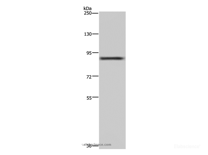 Western Blot analysis of 293T cell using CUL3 Polyclonal Antibody at dilution of 1:250