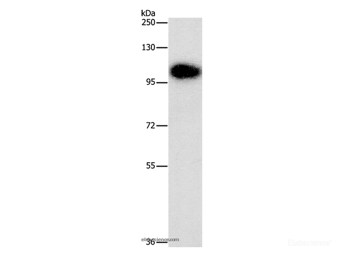 Western Blot analysis of Mouse brain tissue using DNM3 Polyclonal Antibody at dilution of 1:500