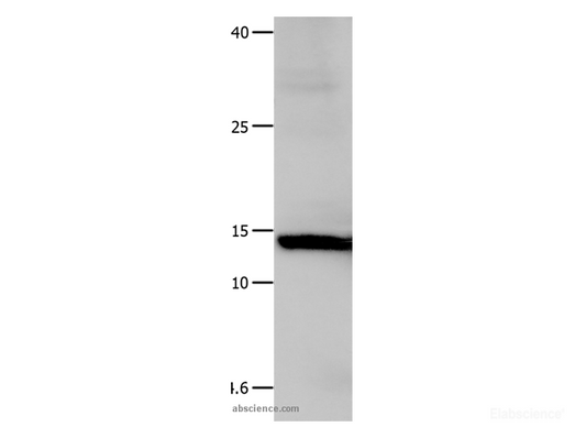 Western Blot analysis of Hela cell using Galectin 1 Polyclonal Antibody at dilution of 1:500