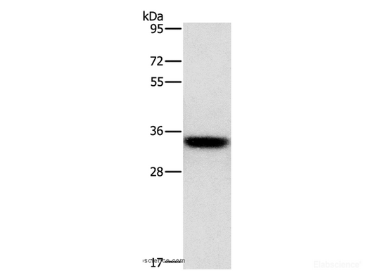 Western Blot analysis of PC3 cell using HOXB13 Polyclonal Antibody at dilution of 1:800