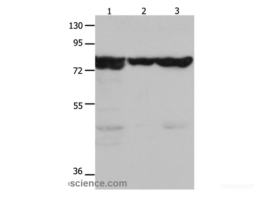 Western Blot analysis of Mouse kidney tissue, 293T and hela cell using HSP75 Polyclonal Antibody at dilution of 1:1500