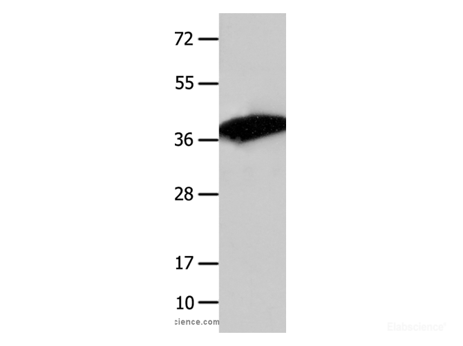 Western Blot analysis of Mouse liver tissue  using COPS5 Polyclonal Antibody at dilution of 1:1550