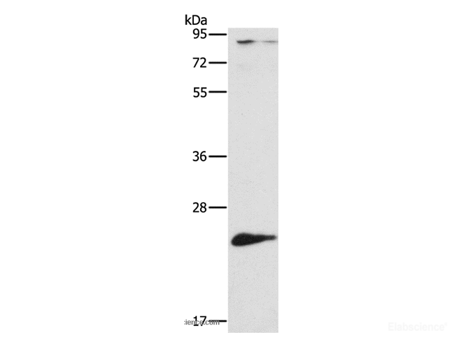 Western Blot analysis of Mouse liver tissue using ATG10 Polyclonal Antibody at dilution of 1:500