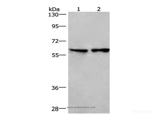 Western Blot analysis of Lovo cell and Mouse lung tissue using CD244 Polyclonal Antibody at dilution of 1:526