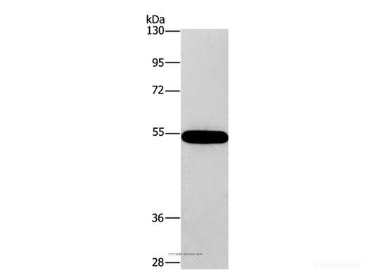 Western Blot analysis of 293T cell using CNDP1 Polyclonal Antibody at dilution of 1:320