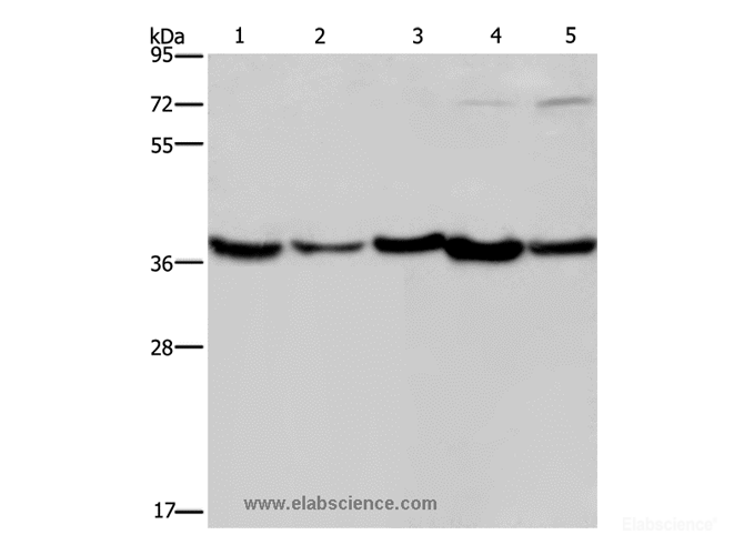 Western Blot analysis of Human fetal liver, Mouse skeletal muscle and heart tissue, Hela and Jurkat cell   using DNAJB4 Polyclonal Antibody at dilution of 1:200
