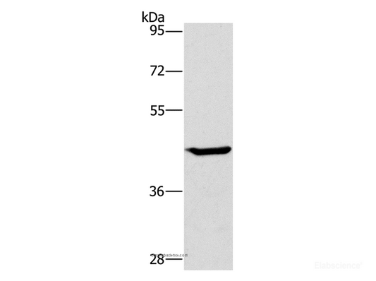 Western Blot analysis of HT-29 cell using GCK Polyclonal Antibody at dilution of 1:450