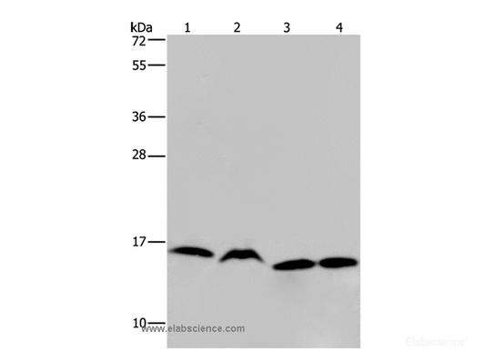 Western Blot analysis of K562, Raji, Hela and 293T cell using HIST1H2AH Polyclonal Antibody at dilution of 1:250