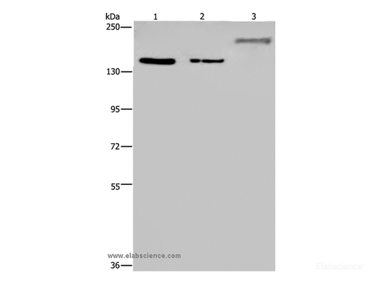 Western Blot analysis of Hela and 293T cell, Mouse skeletal muscle tissue using KDM3B Polyclonal Antibody at dilution of 1:1000