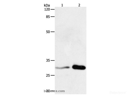 Western Blot analysis of HT-29 cell and Mouse brain tissue using 14-3-3 beta/alpha Polyclonal Antibody at dilution of 1:750