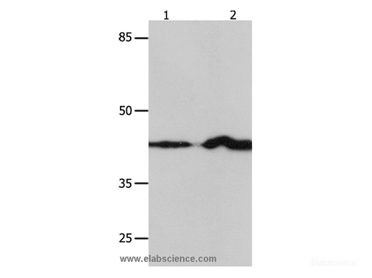 Western Blot analysis of NIH/3T3 and Jurkat cell using IRF1 Polyclonal Antibody at dilution of 1:750