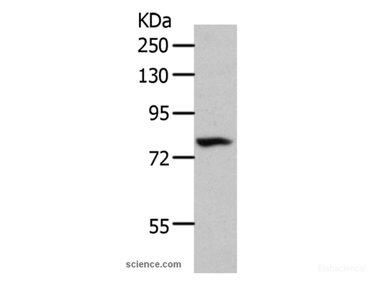 Western Blot analysis of 293T cell using CD10 Polyclonal Antibody at dilution of 1:700