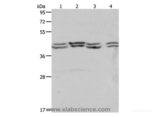 Western Blot analysis of Hela, 293T, NIH/3T3 and Jurkat cell using PSMD6 Polyclonal Antibody at dilution of 1:650