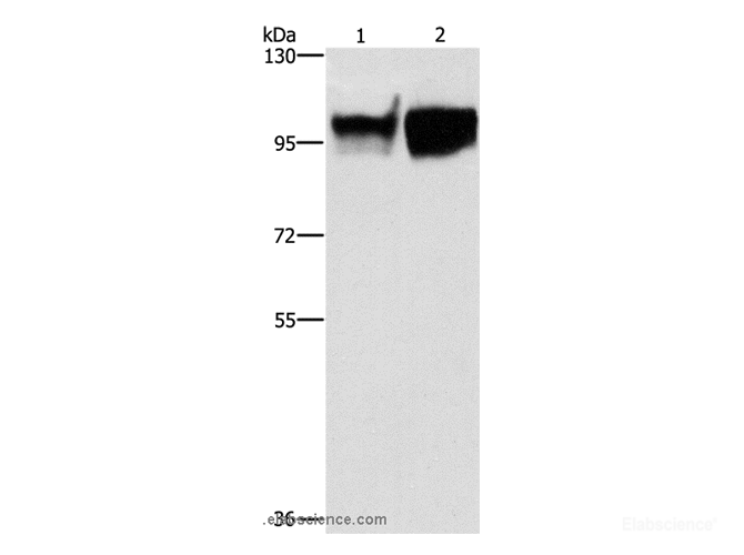 Western Blot analysis of Hela and raji cell using CD54 Polyclonal Antibody at dilution of 1:350