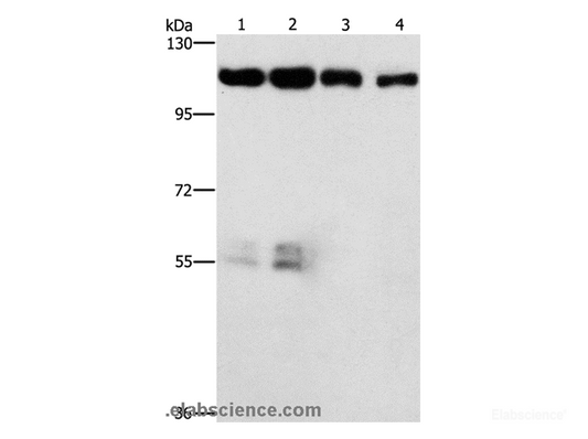 Western Blot analysis of Hela and hepG2 cell, lovo cell and Human colon cancer tissue using CDK11B Polyclonal Antibody at dilution of 1:750