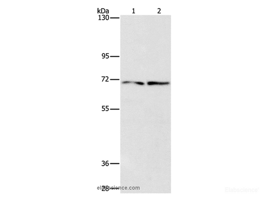 Western Blot analysis of HepG2 and 293T cell using IFT74 Polyclonal Antibody at dilution of 1:1400