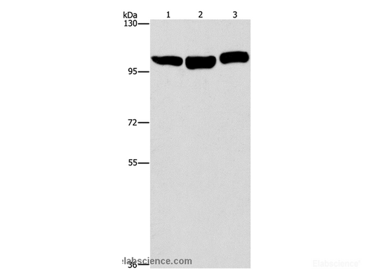 Western Blot analysis of Hela, NIH/3T3 and Raji cell using DNM2 Polyclonal Antibody at dilution of 1:400