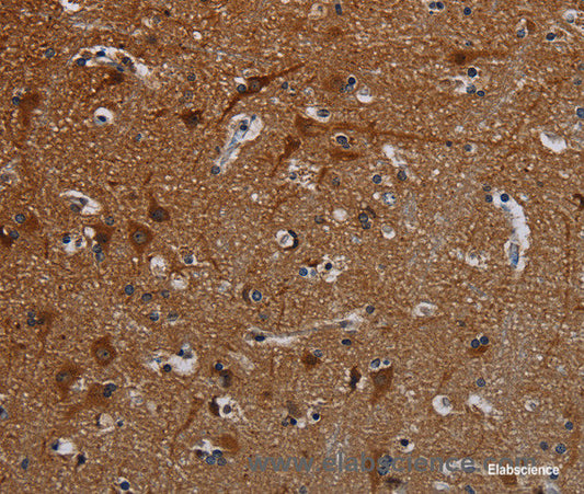 Immunohistochemistry of paraffin-embedded Human brain tissue using PCDHB15 Polyclonal Antibody at dilution 1:50