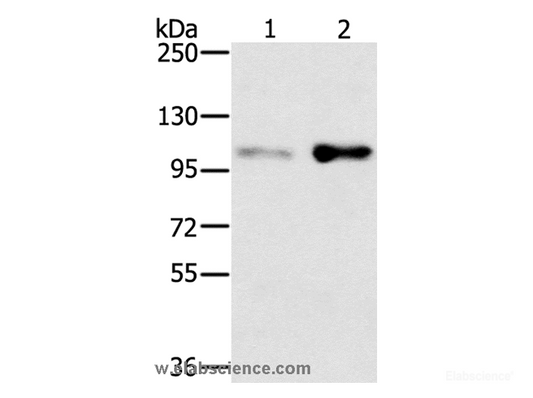 Western Blot analysis of HT-29 and 293T cell using SLTM Polyclonal Antibody at dilution of 1:400