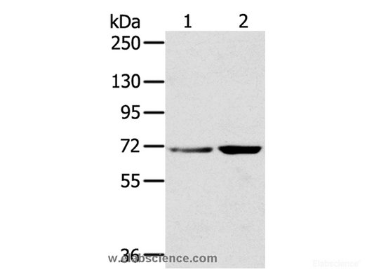 Western Blot analysis of Hela and 293T cell using SNX2 Polyclonal Antibody at dilution of 1:300
