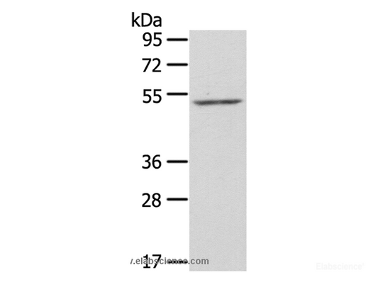 Western Blot analysis of NIH/3T3 cell using ZFP36L2 Polyclonal Antibody at dilution of 1:550