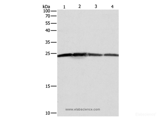 Western Blot analysis of Hela, A431, 293T and Jurkat cell using BAK1 Polyclonal Antibody at dilution of 1:550