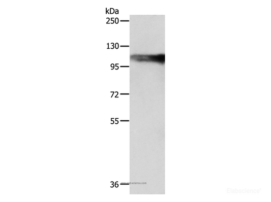 Western Blot analysis of SP20 cell using AARS2 Polyclonal Antibody at dilution of 1:1200