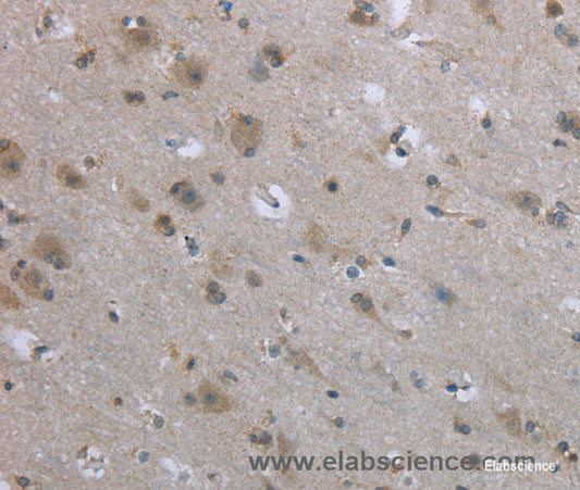 Immunohistochemistry of paraffin-embedded Human brain tissue using EGFL8 Polyclonal Antibody at dilution 1:40
